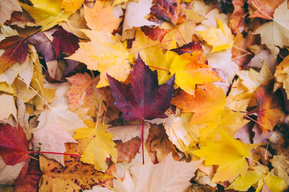 Fall Into The Right Habits This Autumn!